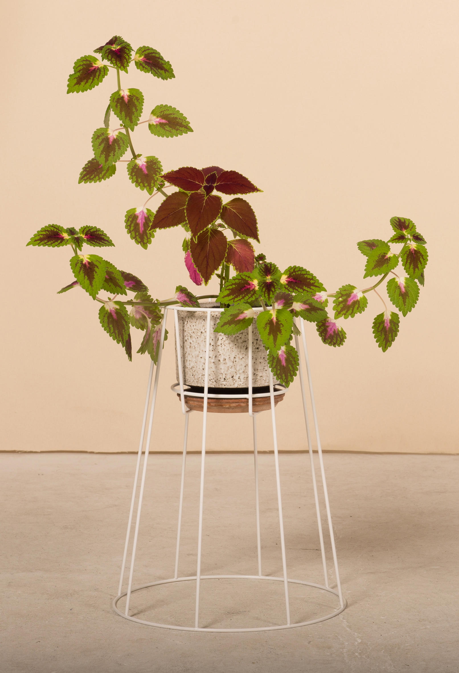 创意家具 - 附件|花器|办公家具|球友会（中国）家具|西布莉植物架